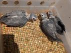 African Grey Bird