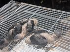 African Grey Birds Chicks
