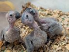 African Grey Birds Chicks