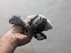 African Grey Birds Chicks