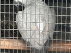 African Grey Breeding Age Pair