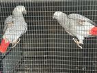 African Grey Breeding Age Pair