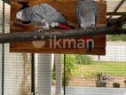 African Grey Breeding Pair