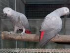African Grey Breeding Pair