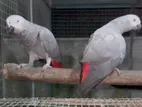African Grey Breeding Pair