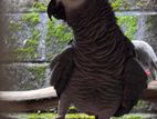 African Grey Breeding Pair