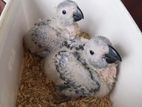 African Grey Chick