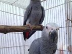 African Grey Chick's