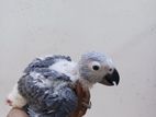 African Grey Chick's