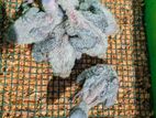 African grey chicks