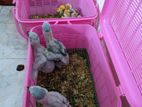 African Grey Chicks