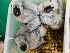African Grey Chicks
