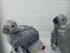 African Grey Chiks