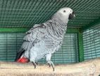 African Grey Female