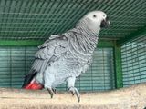 African Grey Female