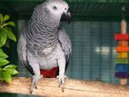 African Grey Female