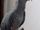 African grey
