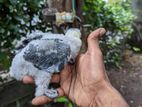 African Grey Parrot Chicks