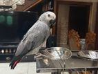 African Grey Bird