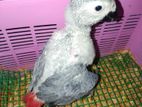 African Grey Bird