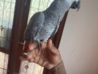 African grey