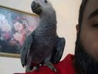 African grey