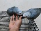 African Grey