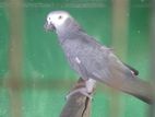 African Grey Parrots