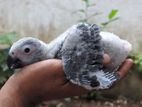 African Grey Chick