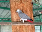 African Grey