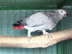 African Grey Parrot