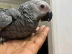 African Grey