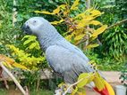 African Grey