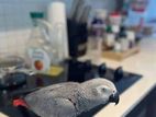 African Grey