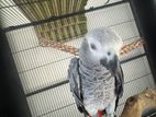African Grey Parrot