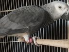 African Grey