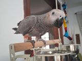 African Grey Parrot