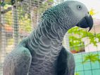 African Grey Parrot