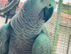 African Grey Parrot