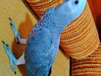 African Grey Parrot