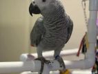 African Grey Bird