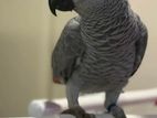 African Grey