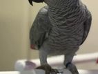 African Grey Bird