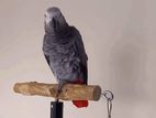 African Grey Parrot