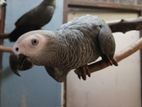 African Grey Pair