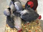 African Grey Parrot Chicks