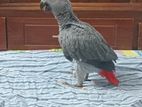 African Grey Parrot