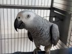 African Grey Parrot