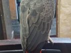 African Grey Parrot