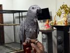 African Grey Parrot